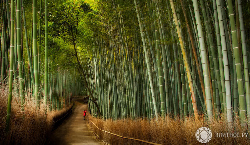 Эко-город из бамбука построят в Китае