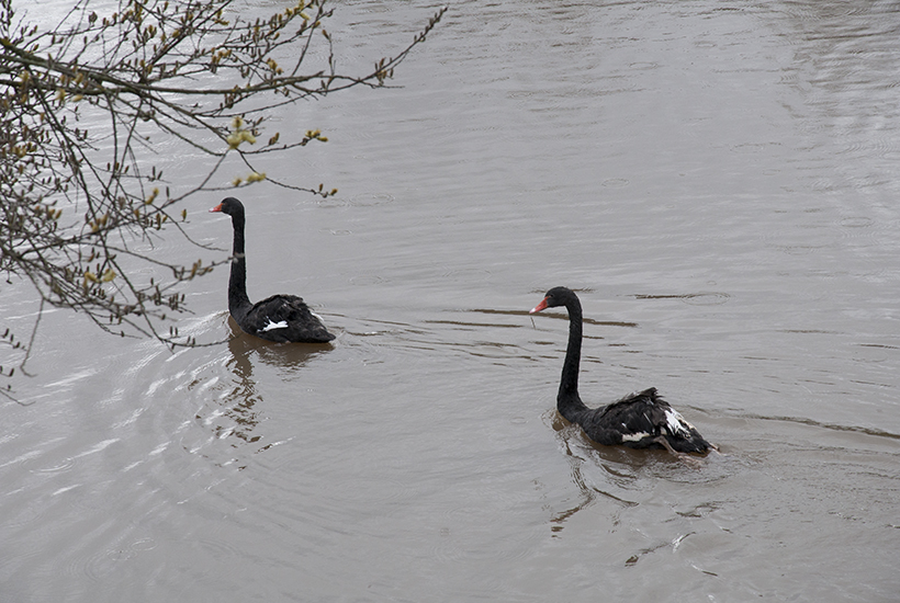 На пруд в коттеджном поселке «Новые Вешки» прилетели черные лебеди