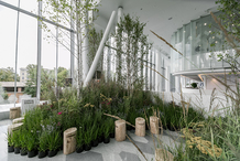 Девелопер Capital Group создал березовую рощу на MUF 2019