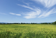 40% приобретенных в Подмосковье участков никогда не застроят