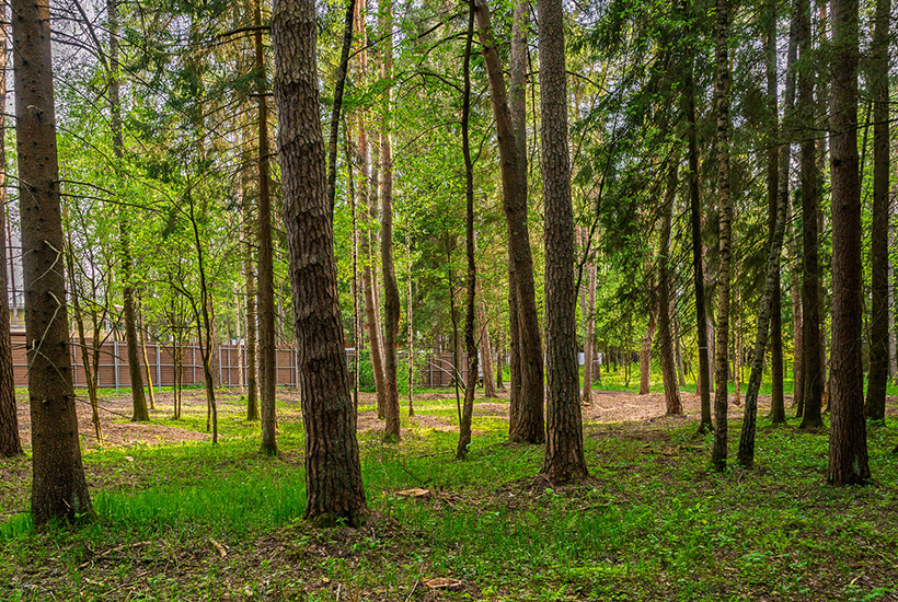 Загородный рынок на подъеме: элита уходит из Москвы, а земля дорожает
